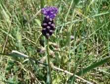 muscari_a_toupet.jpg