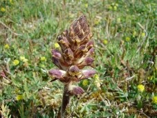 orobanche.jpg