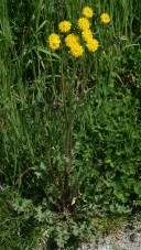 crepis_a_feuilles_de_pissenlit.jpg