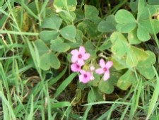 oxalis_articule.jpg