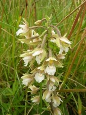 helleborine_des_marais.jpg