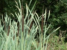 typha_ou_massette.jpg