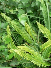 blechnum_en_epi.jpg