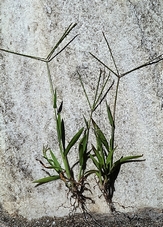 digitaria_sanguinalis.jpg