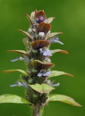 Ajuga.jpg