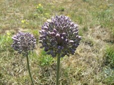 Allium_cf_porrum_ou_polyanthum.jpg