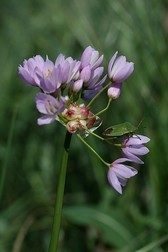 ail_a_fleurs_roses.jpg