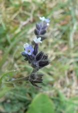 myosotis_versicolor.jpg