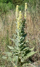 bouillon_blanc.jpg