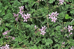 erodium_glutineux.jpg