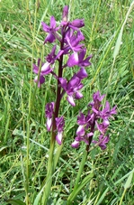 orchis_laxiflora.jpg