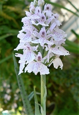 orchis_tachete.jpg