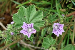 mauve_negligee.jpg