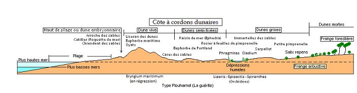 cordons_dunaires.JPG