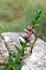 glaux_maritima.jpg