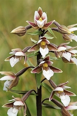 helleborine_des__marais.jpg