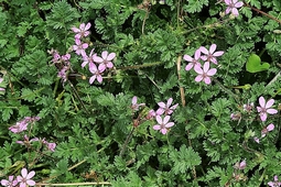 erodium_cicutarium.jpg