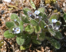 myosotis_rameux.JPG