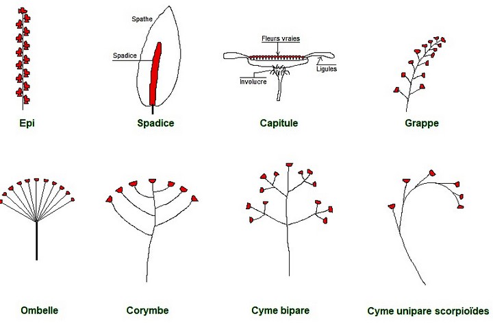 inflorescences.jpg