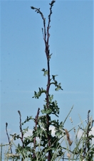 laitue_vireuse.jpg