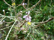 verveine_officinale.jpg