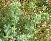 eryngium_campestre.jpg