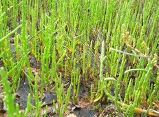 salicornia_europaea.jpg