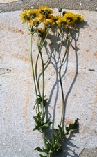 crepis_verdatre.jpg