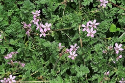 erodium_icutarium.jpg