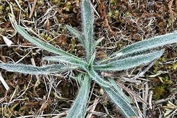 plantago.jpg