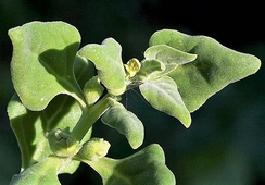 tetragonia_tetragonoides.jpg