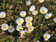 cistus_salvifolius.jpg