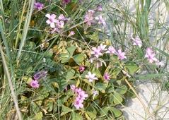 oxalis_articulata.jpg