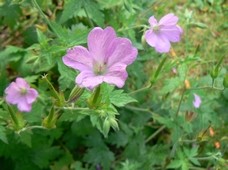 geranium_d_endress_-.jpg