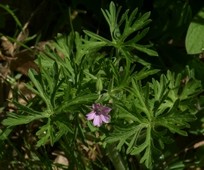 geranium_dissectum.jpg