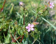 geranium_pourpre.jpg