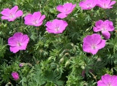 geranium_sanguin.jpg