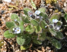 myosotis_rameux.jpg