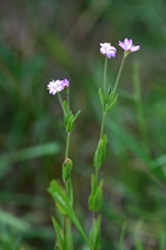 Epilobium_parviflorum_Schreber_-_Epilobe_a_petites_fleurs_-06.JPG