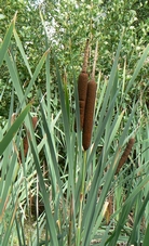 Typha_ou_Massette_a_flls_larges.jpg