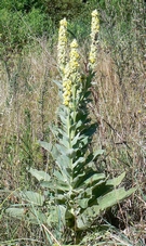 bouillon_blanc.jpg