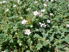 Erodium_bec_de_grue.jpg