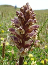 orobanche.JPG