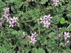 erodium.jpg