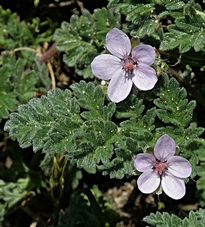 erodium.jpg