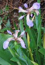 iris_gigot.jpg