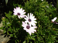 osteospermum.jpg