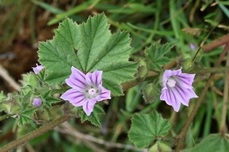 mauve_negligee.jpg