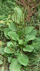 plantain_larges_feuilles.jpg