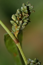 polygonum.JPG